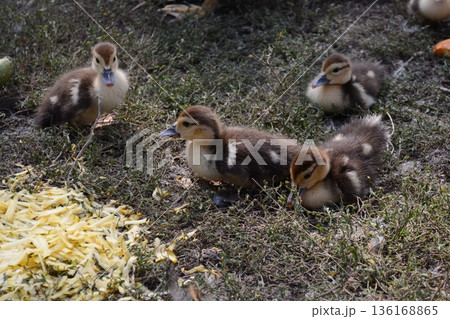 Four little newborn fluffy duckling outdoors. Cute Young duck. Nice small bird close-up Four little newborn fluffy duckling outdoors. Cute Young duck. Nice small bird close-up 136168865
