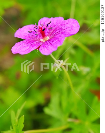 希少種 アサマフウロ 136169187