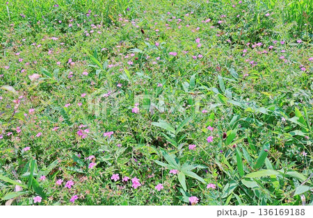花畑に侵略する笹に負けずに花を咲かせるアサマフウロ 花畑に侵略する笹に負けずに花を咲かせるアサマフウロ 136169188