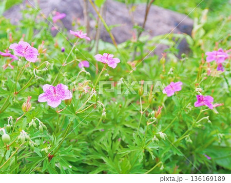 開花しはじめたアサマフウロ 開花しはじめたアサマフウロ 136169189