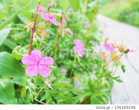 木道沿いのアサマフウロの花畑 木道沿いのアサマフウロの花畑 136169198