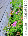 木道沿いに咲くアサマフウロ 木道沿いに咲くアサマフウロ 136169199