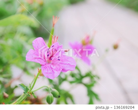 木造沿いに咲くアサマフウロ 136169204