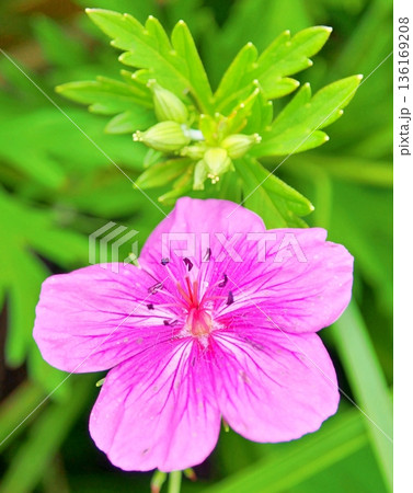 希少種 アサマフウロ 136169208