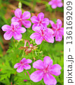 希少種 アサマフウロ 希少種 アサマフウロ 136169209