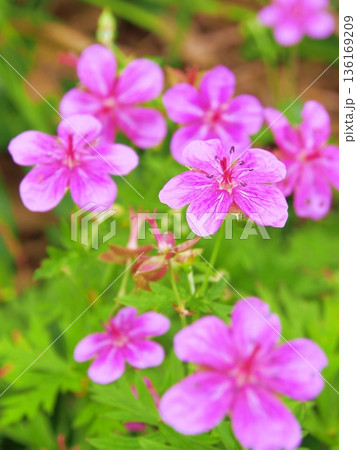 希少種 アサマフウロ 136169209