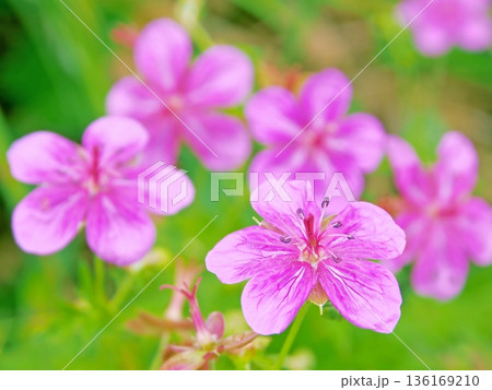 希少種 アサマフウロ 136169210