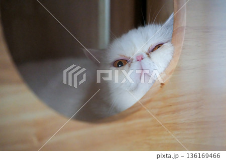 White Exotic Shorthair cat in the circle opening in a wooden box, for pet climbing activity 136169466