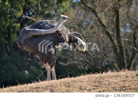 自由自在に首を動かすダチョウ 136169557