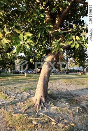 Park green trees. High quality photo 136169653