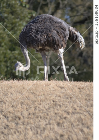 なにかないかと探すダチョウ なにかないかと探すダチョウ 136169684