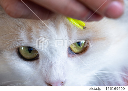 Forceps for removing a tick from a cat's skin close-up 136169690