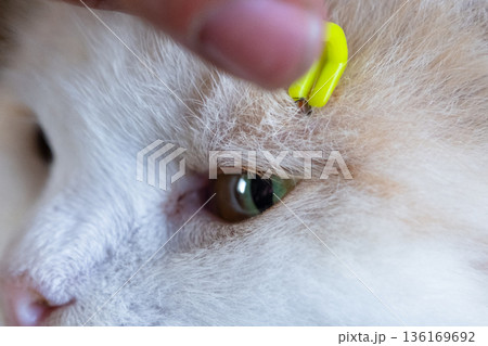 Forceps for removing a tick from a cat's skin close-up 136169692