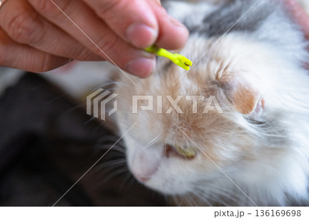 The extracted tick on the cat's tick removal tool The extracted tick on the cat's tick removal tool 136169698
