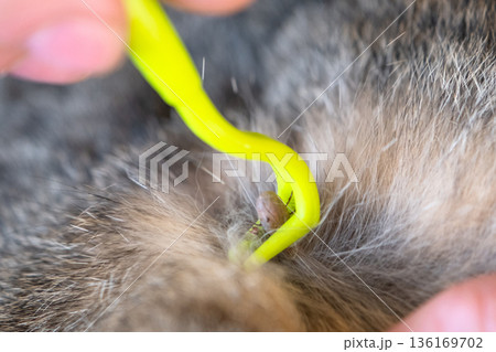 The extracted tick on the cat's tick removal tool 136169702