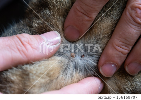 The tick bit into the skin of the cat under the fur, removing the tick 136169707