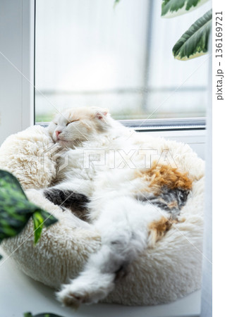 A Highland Fold kitten is sleeping sweetly in a pet bed on the windowsill among potted plants 136169721