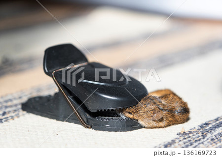 A dead mouse is trapped in the spring mechanism of a mousetrap at home. Protection and control from rodents A dead mouse is trapped in the spring mechanism of a mousetrap at home. Protection and control from rodents 136169723
