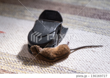 A dead mouse is trapped in the spring mechanism of a mousetrap at home. Protection and control from rodents A dead mouse is trapped in the spring mechanism of a mousetrap at home. Protection and control from rodents 136169727