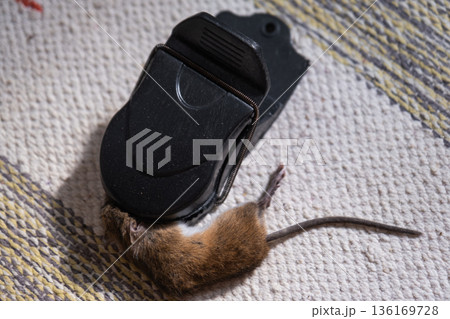 A dead mouse is trapped in the spring mechanism of a mousetrap at home. Protection and control from rodents A dead mouse is trapped in the spring mechanism of a mousetrap at home. Protection and control from rodents 136169728
