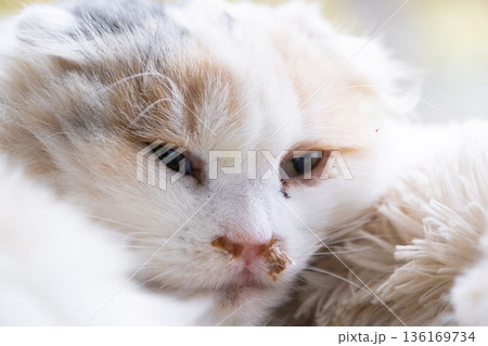 Purulent snot from the nose of a white cat, veterinary treatment of allergies, runny nose, infectious and viral inflammation 136169734