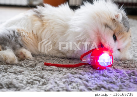 A Highland Fold domestic cat plays on a mat with a moving ball and a string. Entertainment and pet toys 136169739