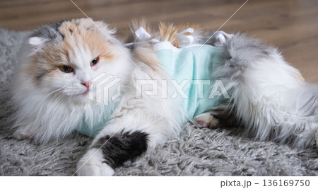 Tricolor Cat in a bandage at home recovering after sterilization surgery 136169750