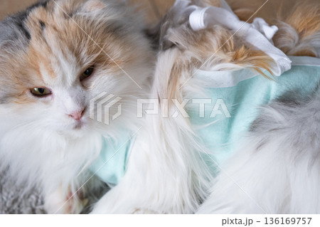 Tricolor Cat in a bandage at home recovering after sterilization surgery Tricolor Cat in a bandage at home recovering after sterilization surgery 136169757