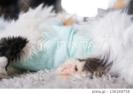 White Cat in a bandage at home recovering from anesthesia after sterilization surgery, sleeping 136169758