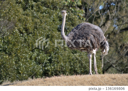 立ち止って遠くを注視するダチョウ 136169806