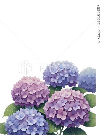 雨の雫がついたアジサイのイラスト 136169807