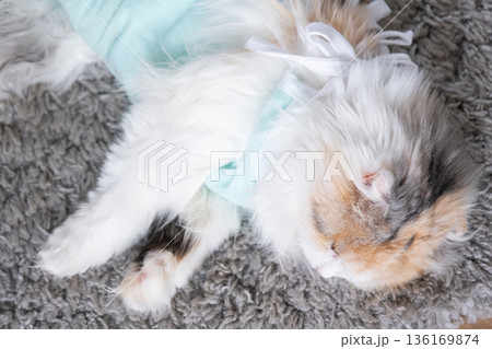 White Cat in a bandage at home recovering from anesthesia after sterilization surgery, sleeping White Cat in a bandage at home recovering from anesthesia after sterilization surgery, sleeping 136169874