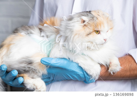 Cat in a bandage on the arms of a veterinarian in blue rubber gloves. Pet inspection after sterilization surgery Cat in a bandage on the arms of a veterinarian in blue rubber gloves. Pet inspection after sterilization surgery 136169898
