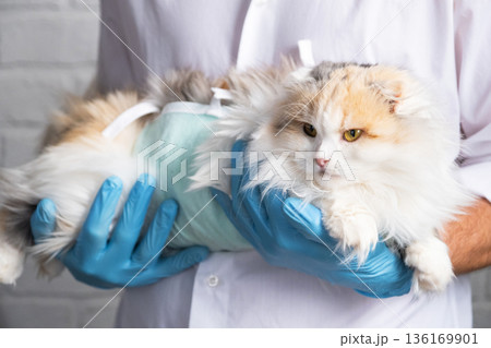 Cat in a bandage on the arms of a veterinarian in blue rubber gloves. Pet inspection after sterilization surgery 136169901