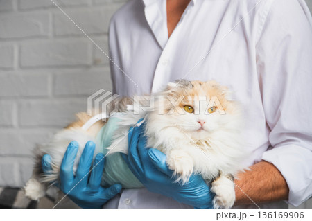 Cat in a bandage on the arms of a veterinarian in blue rubber gloves. Pet inspection after sterilization surgery 136169906