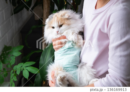 Tricolor Cat in a bandage at home recovering after sterilization surgery in the arms of the owner Tricolor Cat in a bandage at home recovering after sterilization surgery in the arms of the owner 136169913