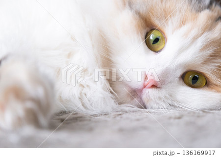 A white cat breed highland fold looks at the camera, a close-up muzzle with a pink nose and yellow round eyes 136169917