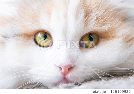 A white cat breed highland fold looks away, a close-up muzzle with a pink nose and yellow round eyes 136169926