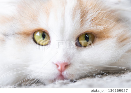 A white cat breed highland fold looks away, a close-up muzzle with a pink nose and yellow round eyes A white cat breed highland fold looks away, a close-up muzzle with a pink nose and yellow round eyes 136169927