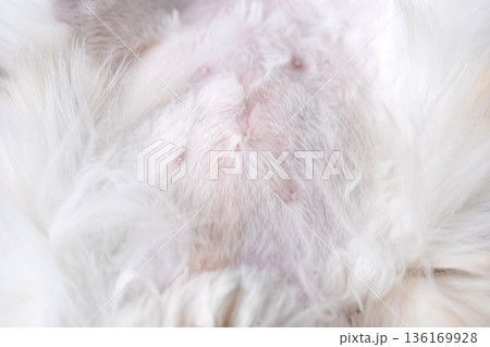 Close-up of the suture from the sterilization operation on the cat's stomach Close-up of the suture from the sterilization operation on the cat's stomach 136169928