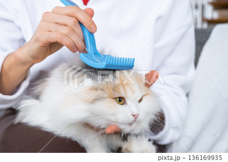Combing a white domestic cat in close-up, caring its fur with a comb. The cat likes combing Combing a white domestic cat in close-up, caring its fur with a comb. The cat likes combing 136169935