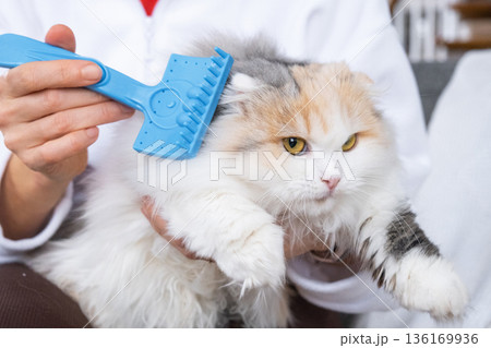 Combing a white domestic cat in close-up, caring its fur with a comb. The cat likes combing 136169936