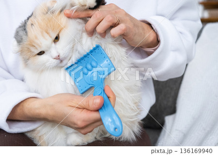 Combing a white domestic cat in close-up, caring its fur with a comb. The cat likes combing 136169940