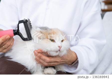 Combing a white domestic cat in close-up, caring its fur with a comb. The cat likes combing 136169941