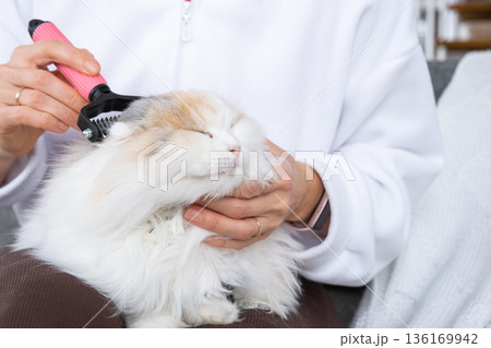 Combing a white domestic cat in close-up, caring its fur with a comb. The cat likes combing 136169942