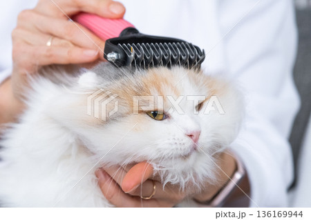 Combing a white domestic cat in close-up, caring its fur with a comb. The cat likes combing 136169944