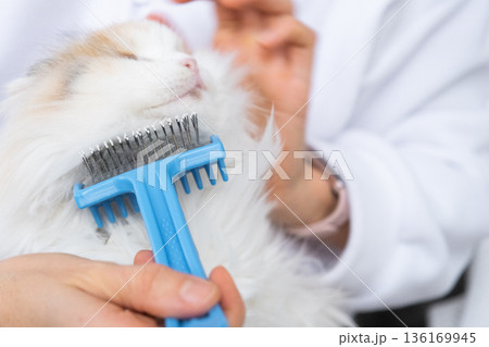 Combing a white domestic cat in close-up, caring its fur with a comb. The cat likes combing 136169945