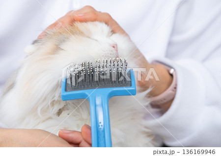 Combing a white domestic cat in close-up, caring its fur with a comb. The cat likes combing 136169946
