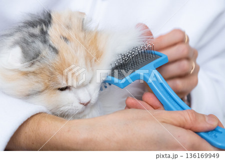 Combing a white domestic cat in close-up, caring its fur with a comb. The cat likes combing Combing a white domestic cat in close-up, caring its fur with a comb. The cat likes combing 136169949
