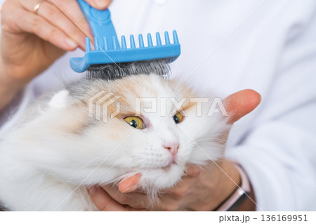 Combing a white domestic cat in close-up, caring its fur with a comb. The cat likes combing Combing a white domestic cat in close-up, caring its fur with a comb. The cat likes combing 136169951